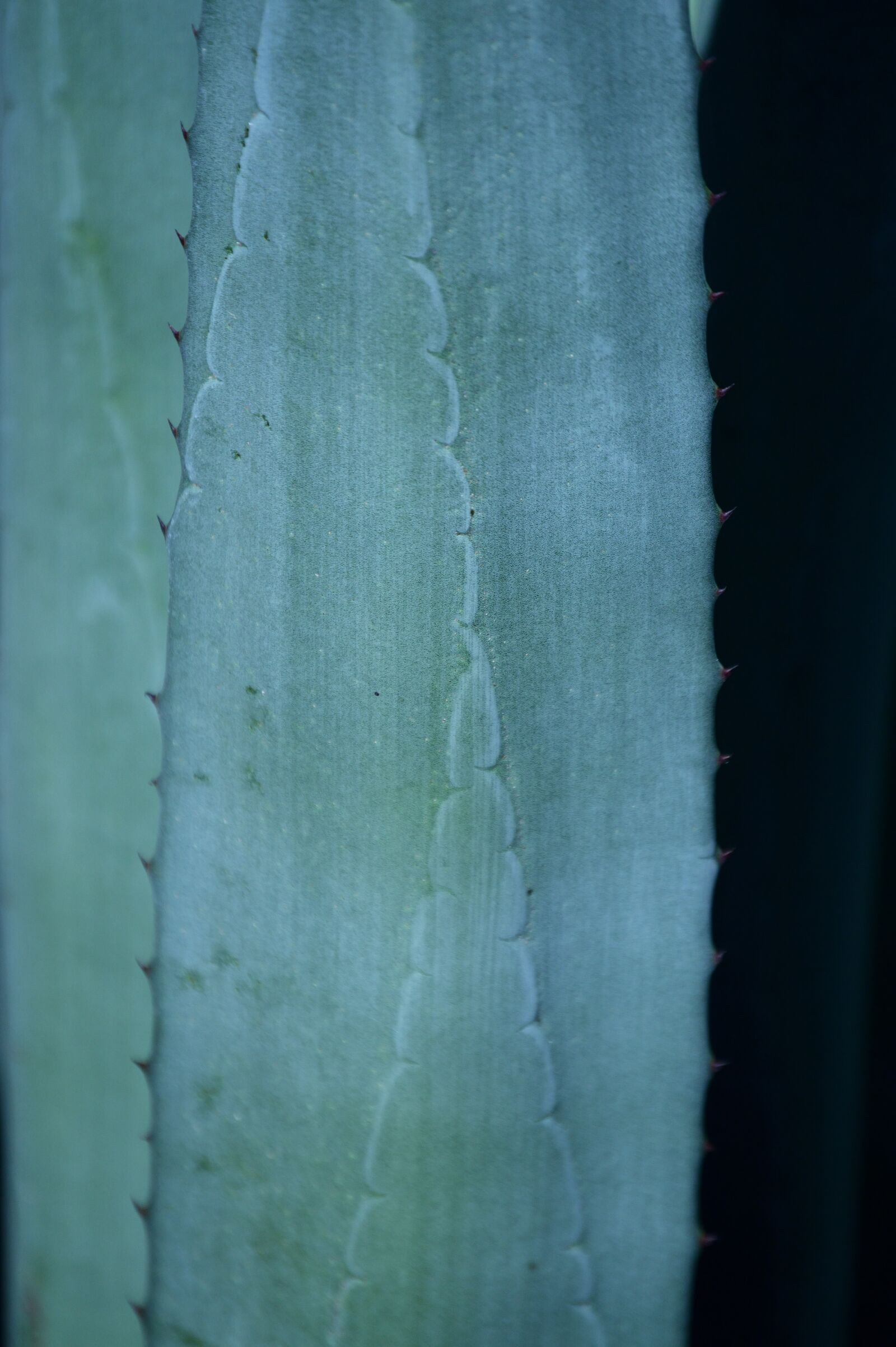 Nikon D3200 sample photo. Park, outdoors, agave photography