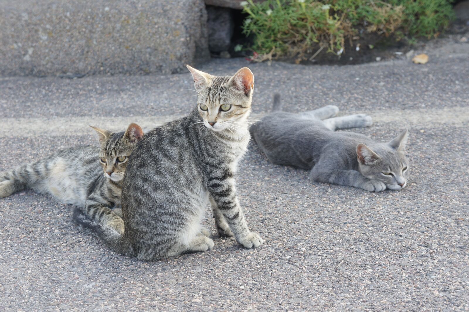 Sony Alpha NEX-3 sample photo. Cats, gray, animal photography