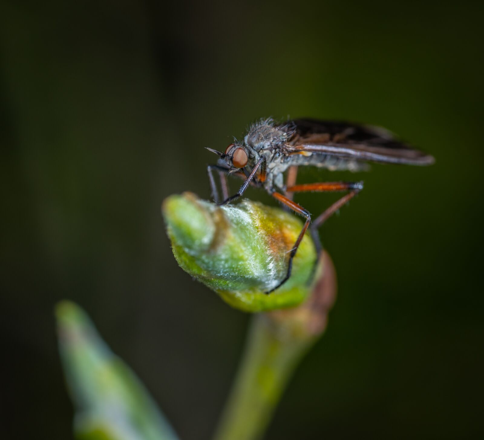 #124 65/2.8 sample photo. Insect, macro photography