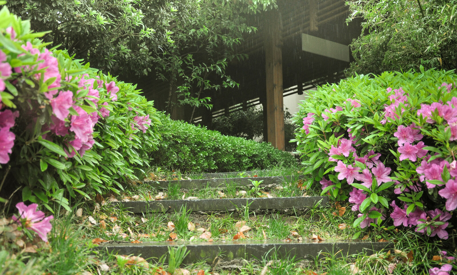 Nikon D90 sample photo. Flower, grass, path photography