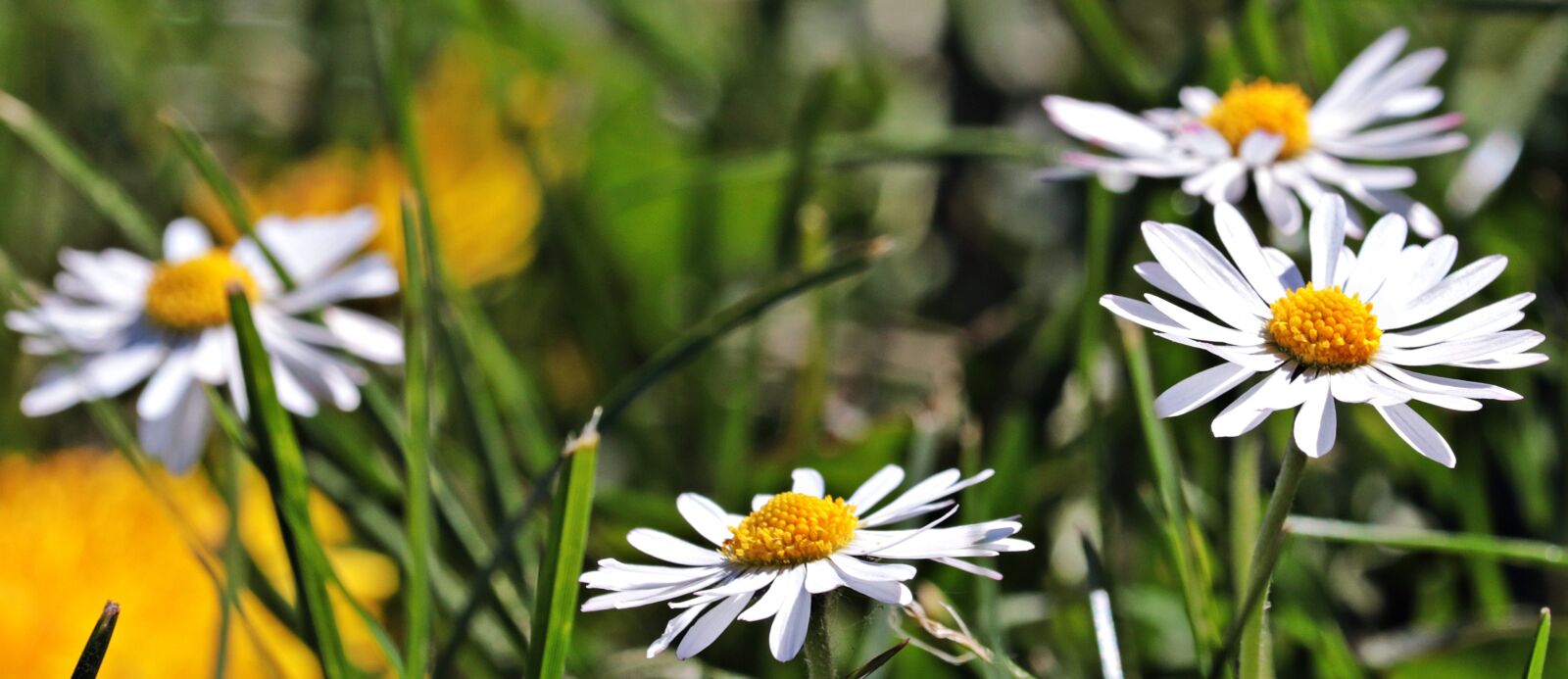 Canon EF-S 55-250mm F4-5.6 IS STM sample photo. Daisy, meadow, flower meadow photography