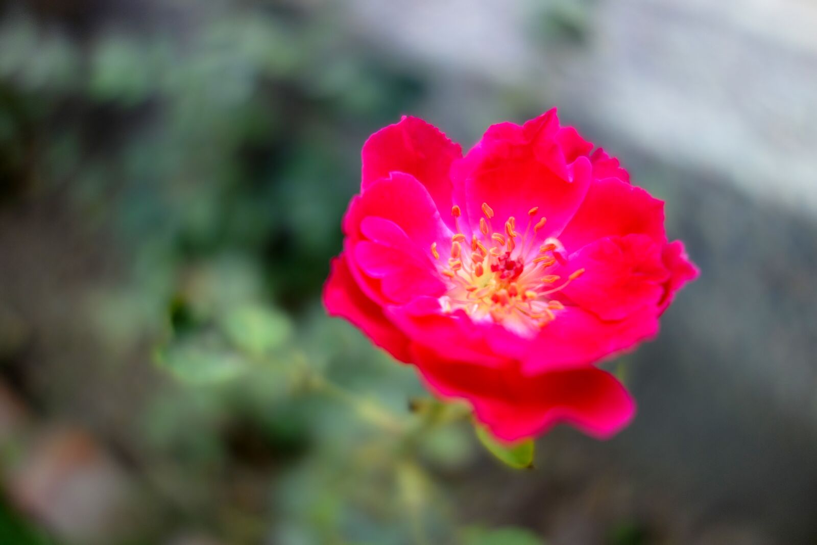 Sony Cyber-shot DSC-RX100 sample photo. Red, rose, rx100, sony photography