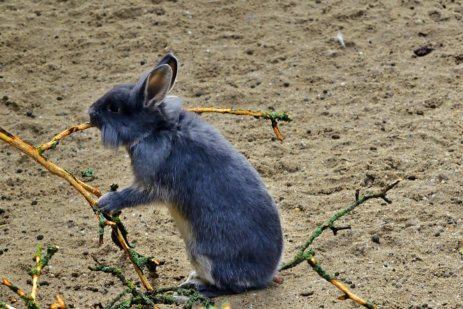Nikon D5200 sample photo. Animal world, rabbit, nature photography