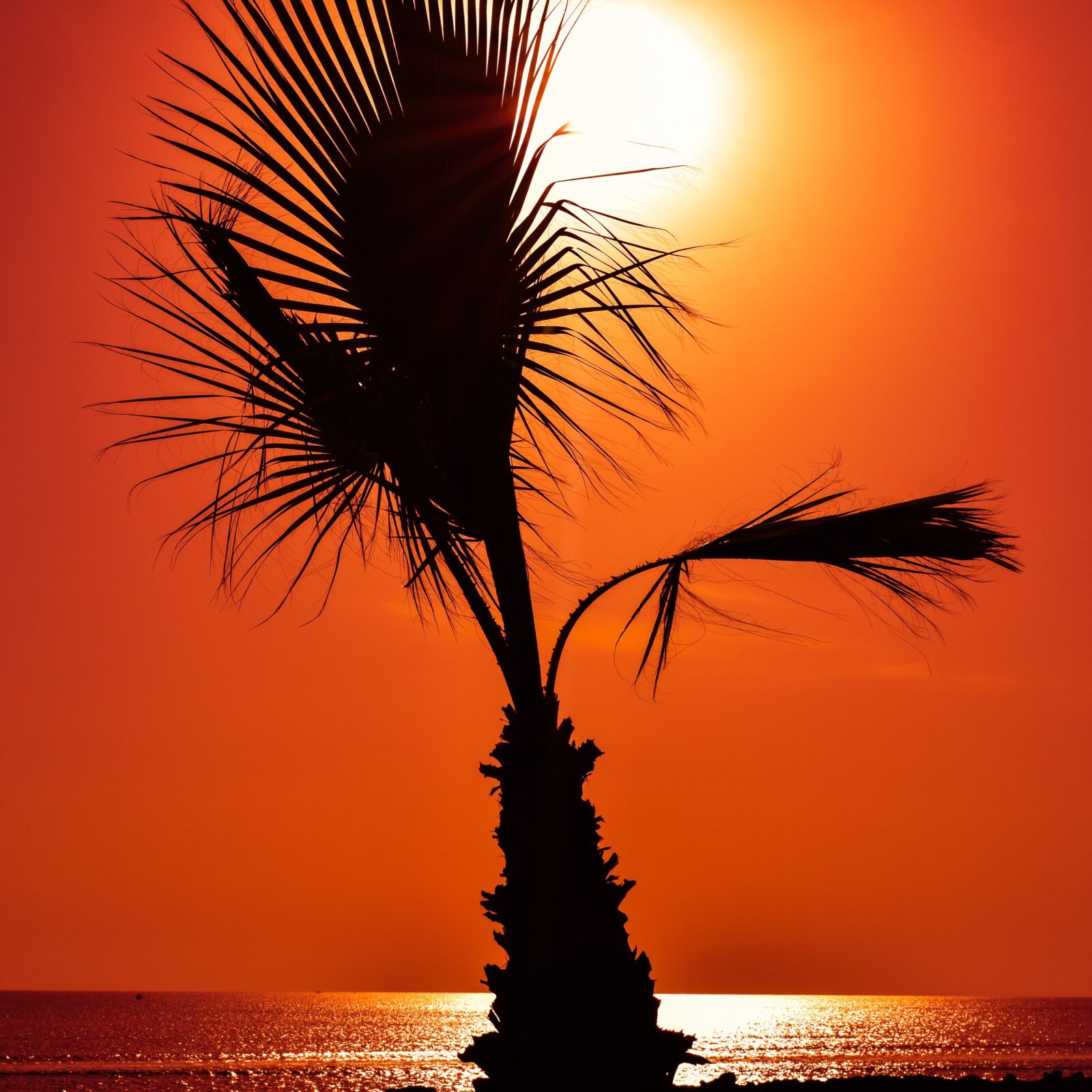 Nikon D3300 sample photo. Palm tree, sunset, sunlight photography