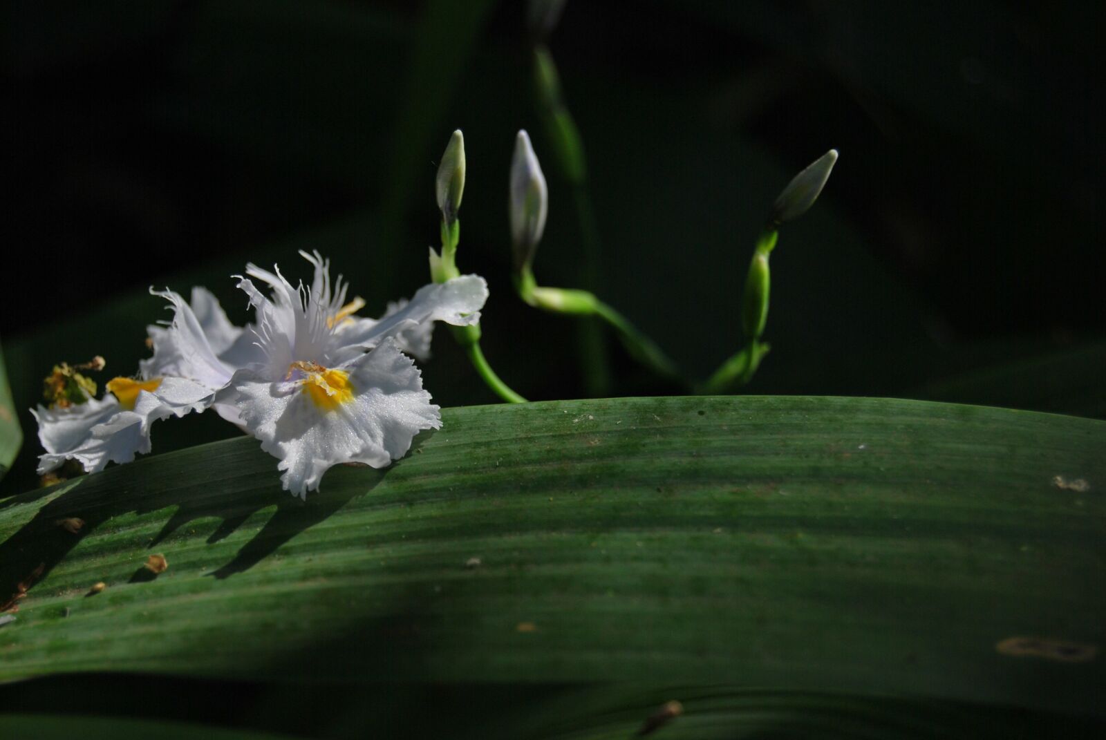 Nikon D60 sample photo. African iris, iris, dietes photography