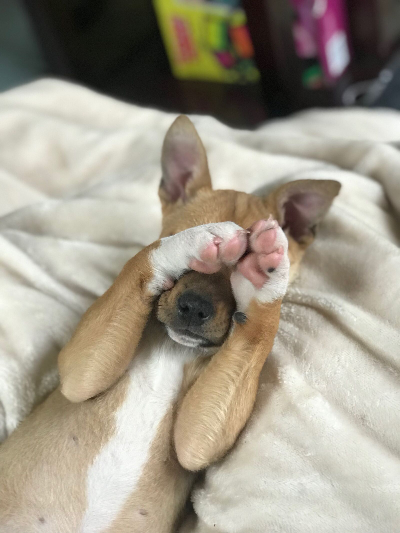 iPhone 7 Plus back dual camera 6.6mm f/2.8 sample photo. Dog, puppy, bashful puppy photography