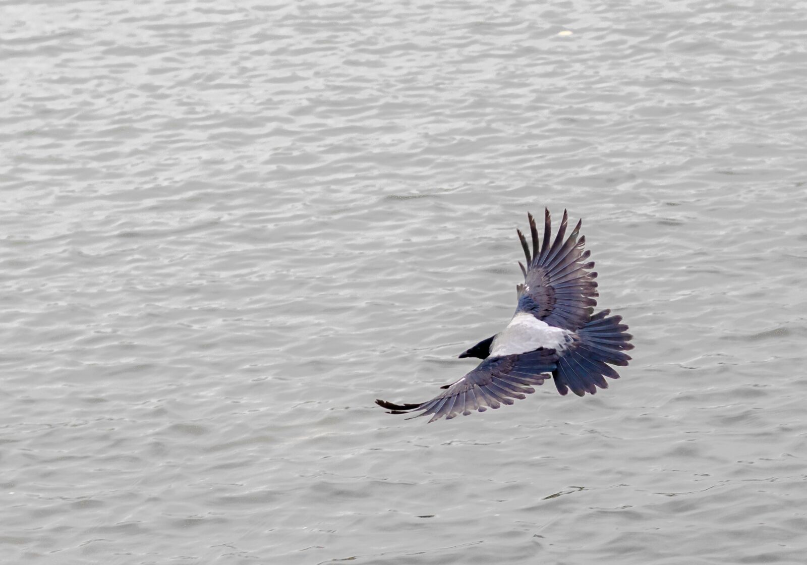 Nikon D5100 sample photo. Bird, nature, bird view photography