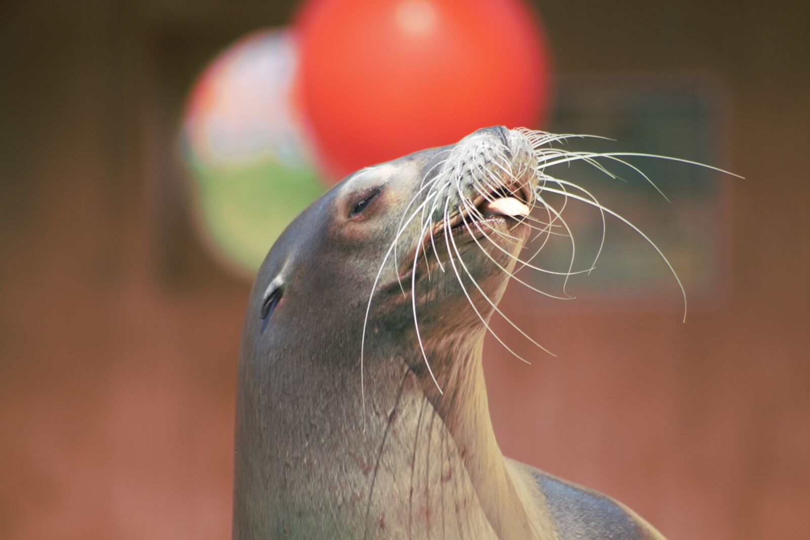 Canon EOS 700D (EOS Rebel T5i / EOS Kiss X7i) sample photo. Sea, sealion, animal photography