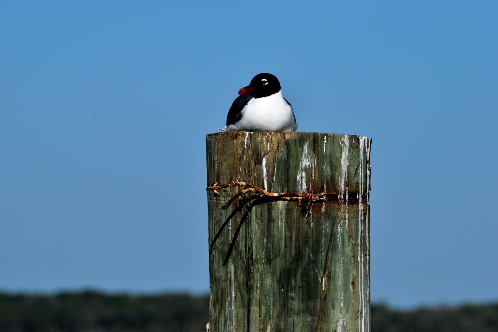 Nikon D3300 sample photo. Laughing gull, bird, wildlife photography
