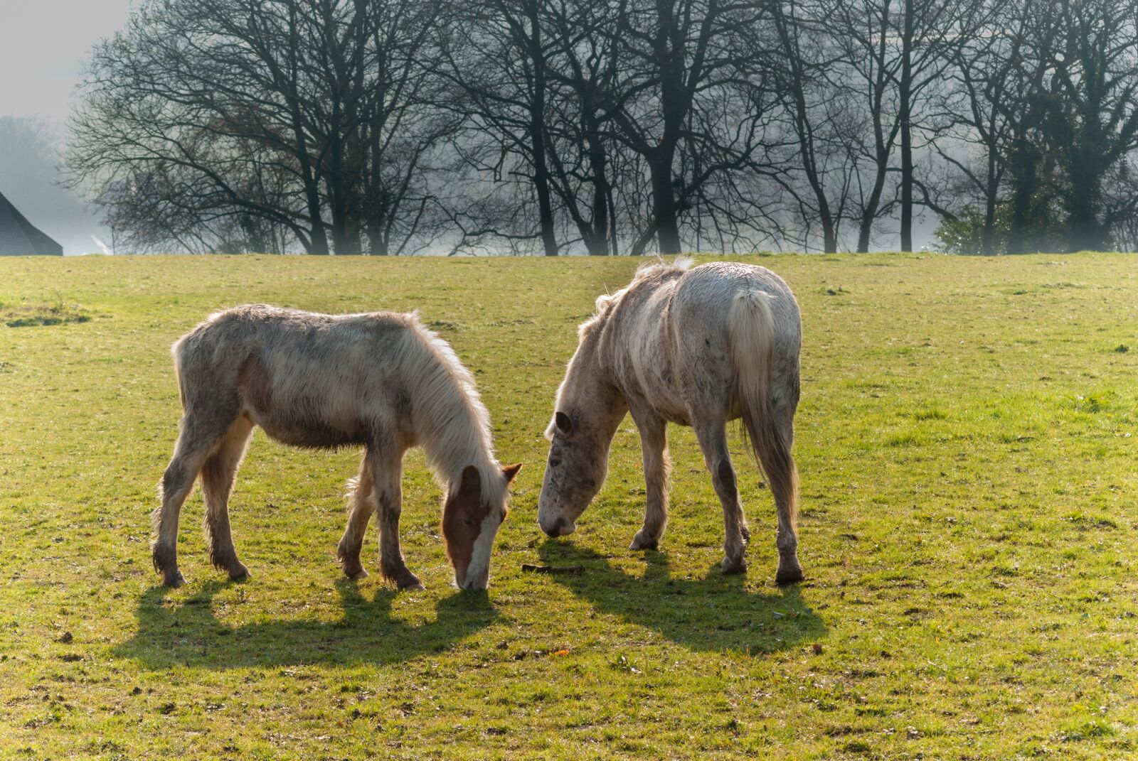 Nikon D80 sample photo. Lawn, field, prairie photography
