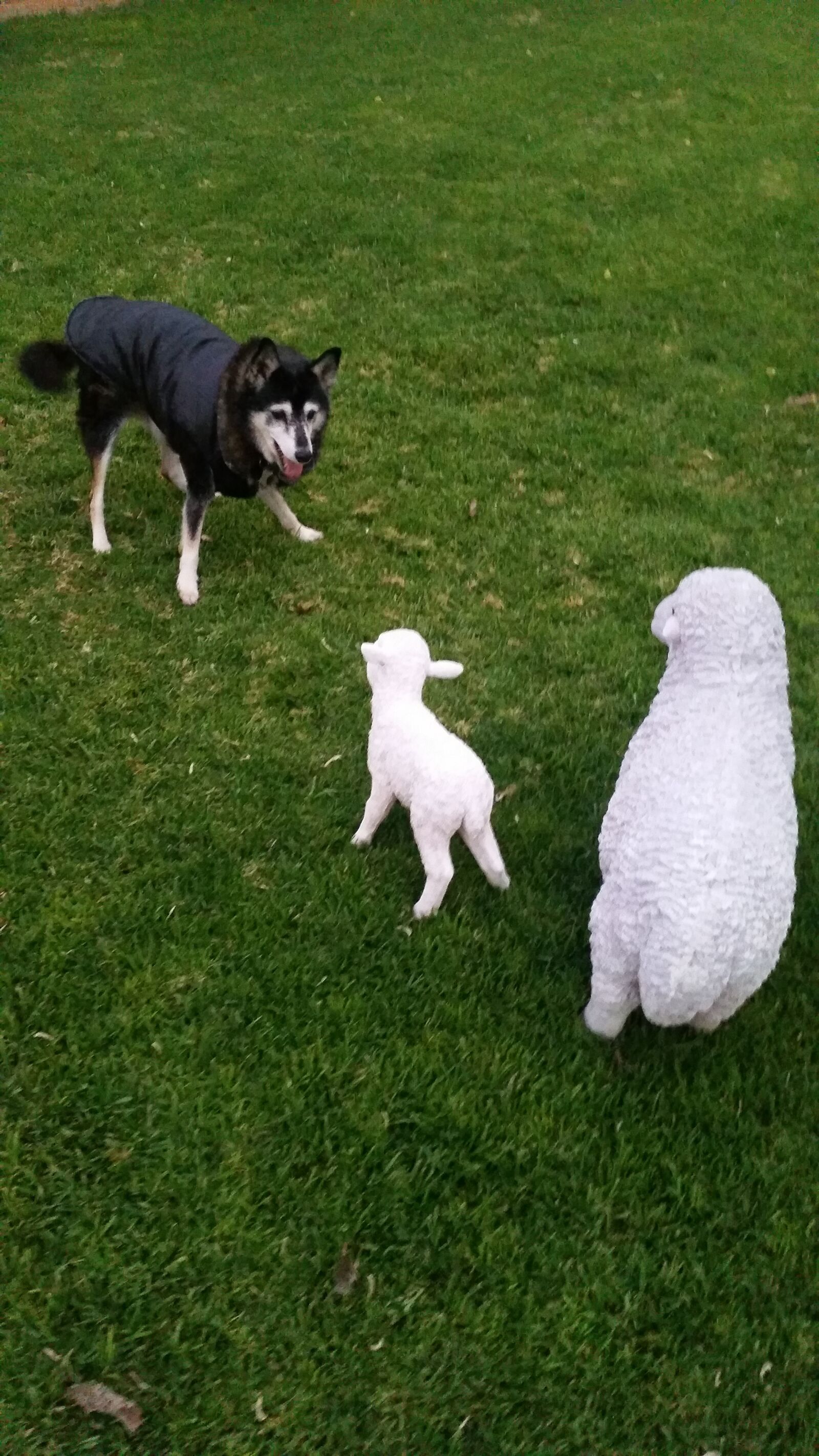 Samsung Galaxy S5 sample photo. Animal, cute, animals, dog photography