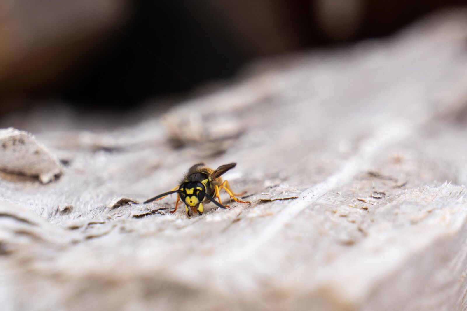 Sony E 55-210mm F4.5-6.3 OSS sample photo. Wasp, wood, insect photography