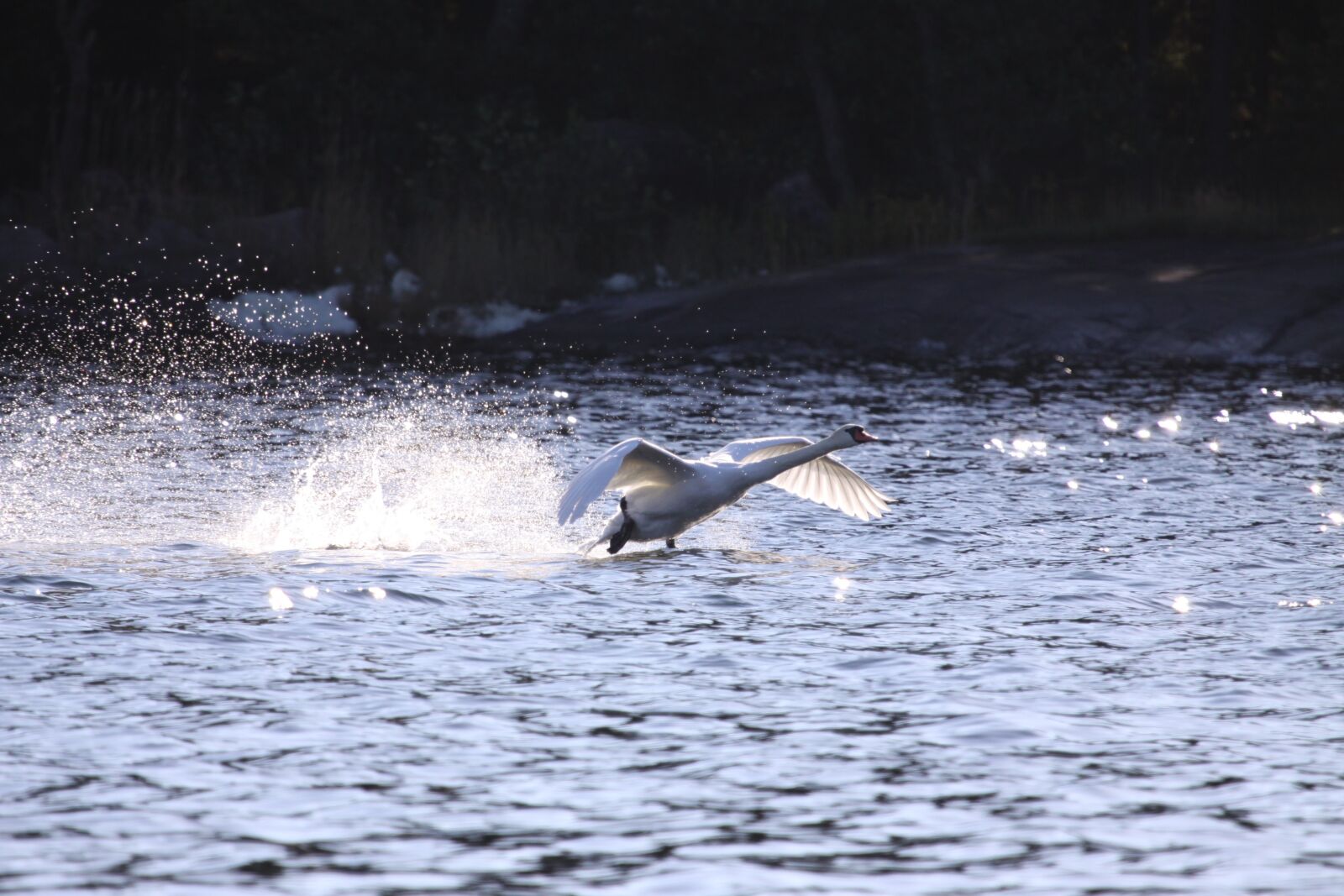 Canon EOS 50D sample photo. Water, nature, action photography