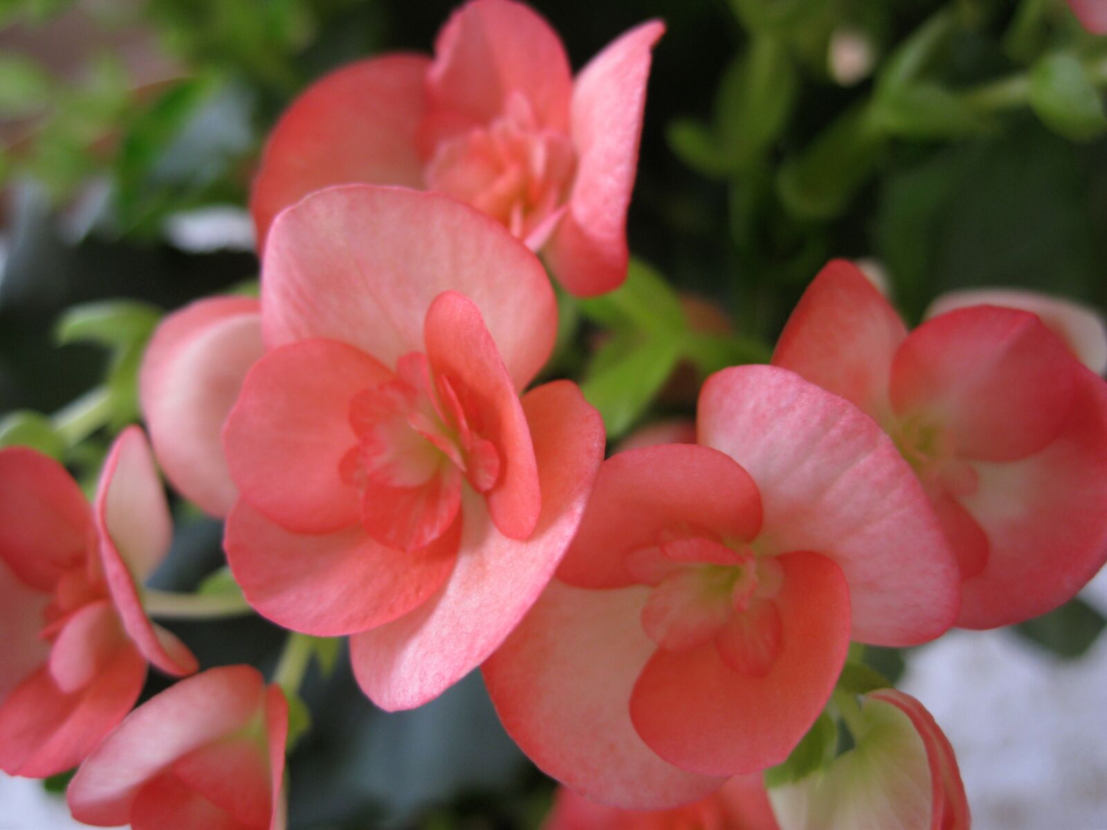 Canon DIGITAL IXUS 960 IS sample photo. Flower, rosa, petals photography