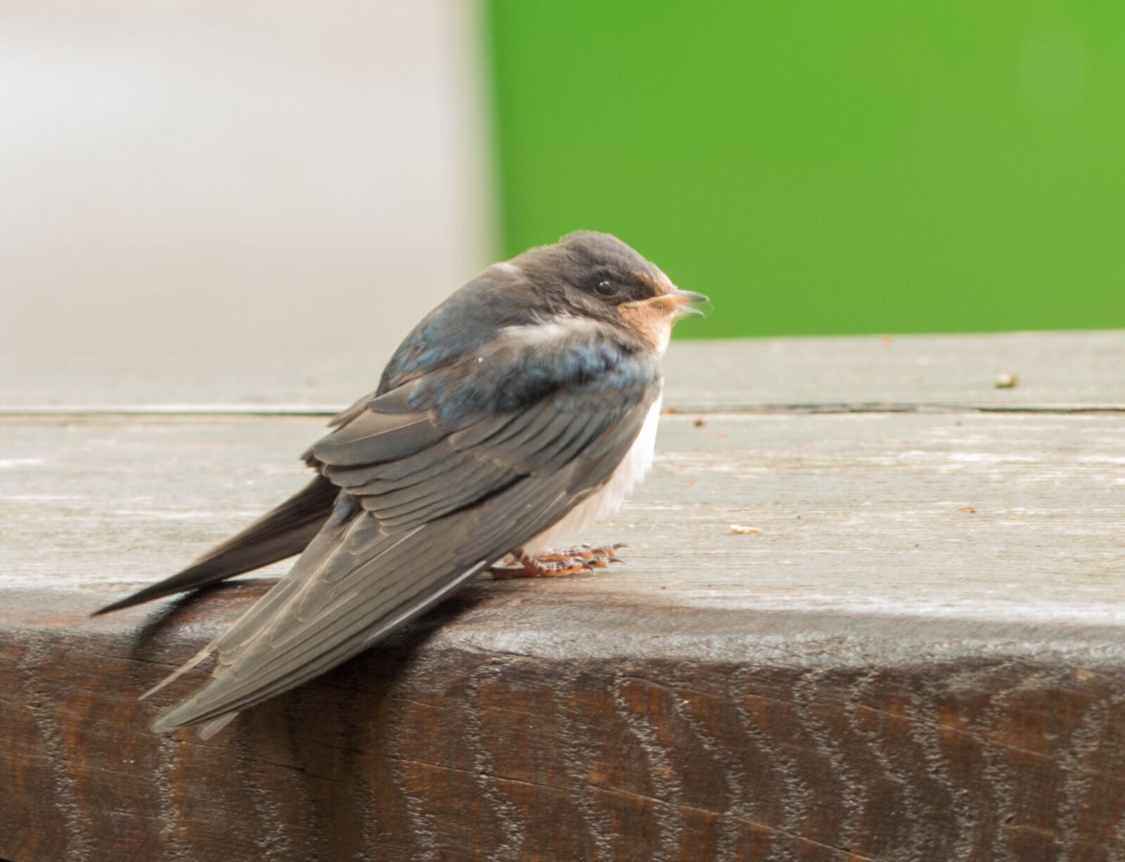 Panasonic Lumix DMC-FZ200 sample photo. Schwalbe, bird, nature photography