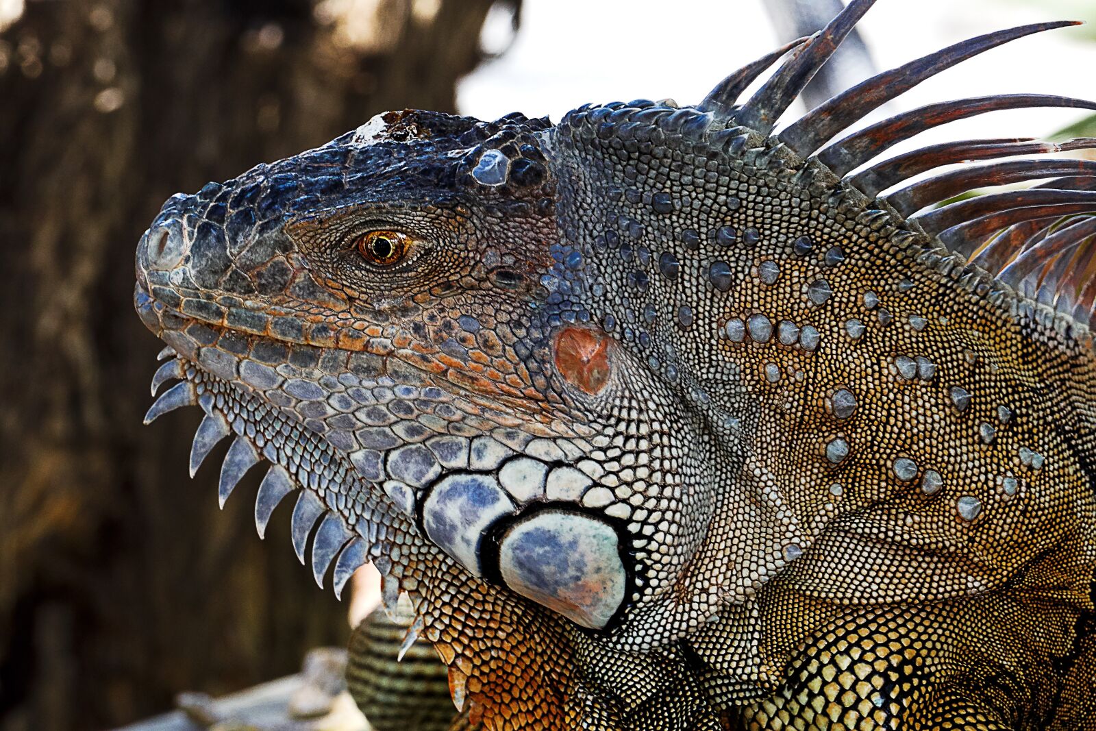 Panasonic Lumix DMC-FZ1000 sample photo. Iguana, lizard, dragon photography