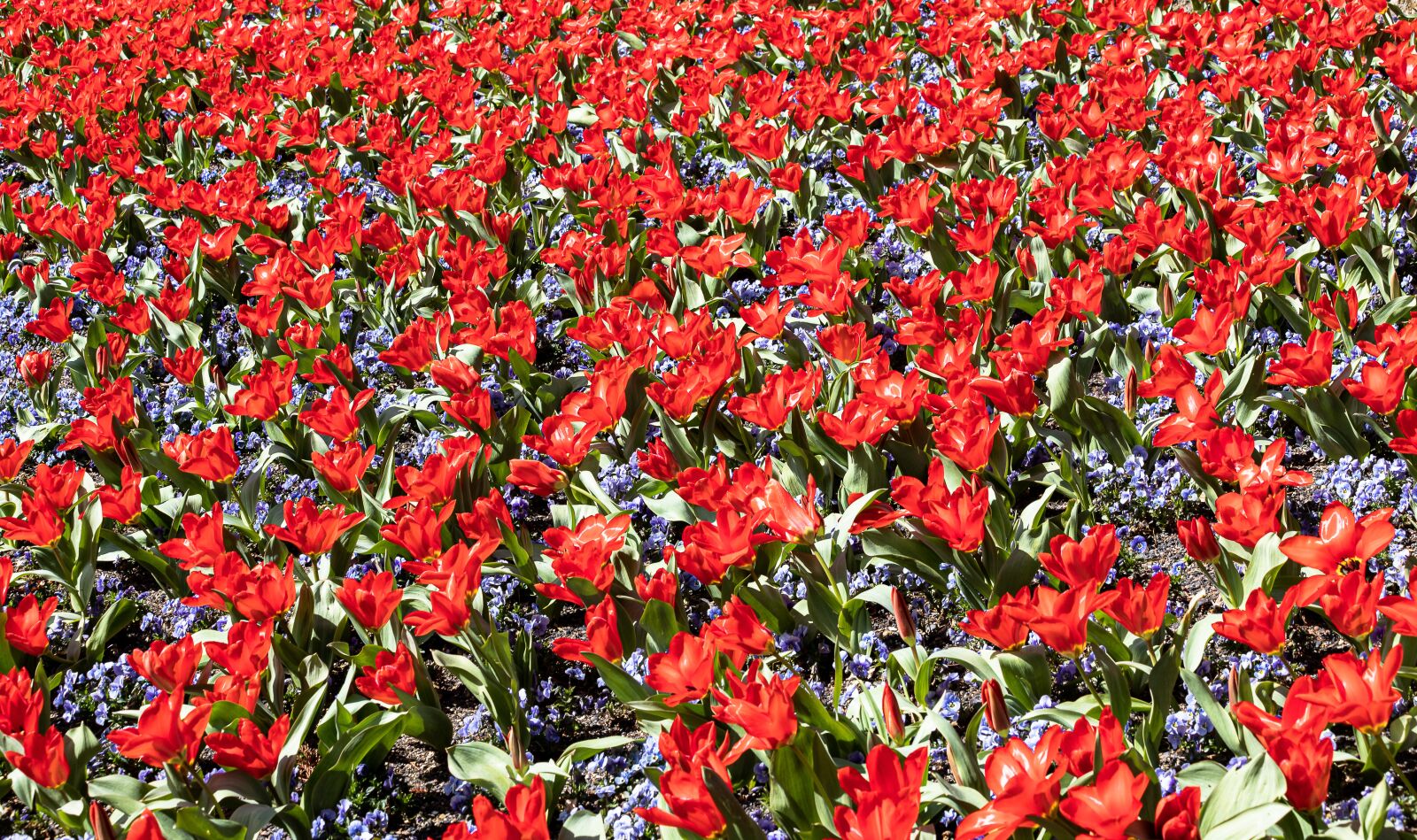 Canon EF 70-300mm F4-5.6 IS USM sample photo. Tulips, flowers, plant photography