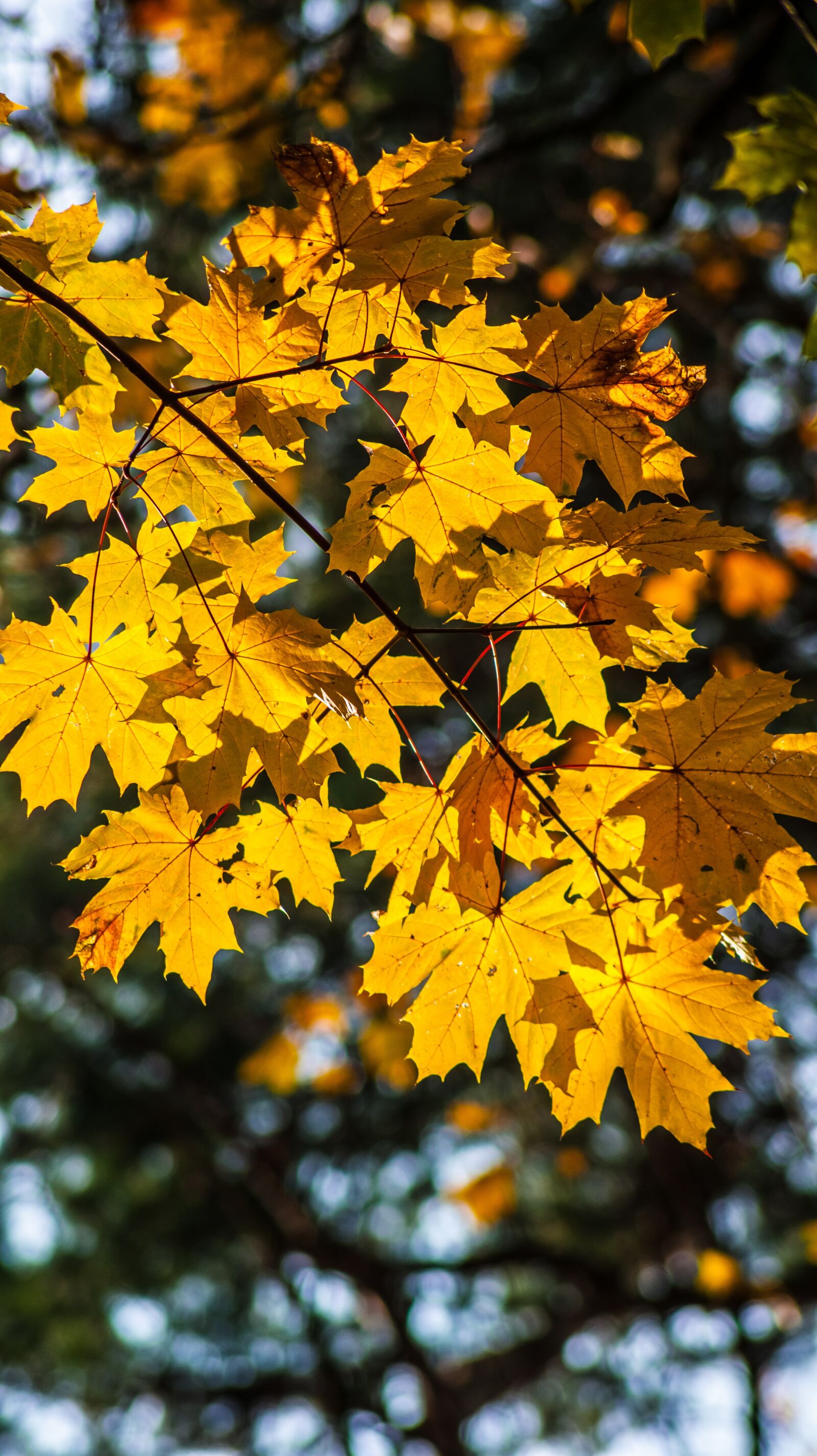 Sony DT 55-200mm F4-5.6 SAM sample photo. Yellow leaves, autumn, autumn photography