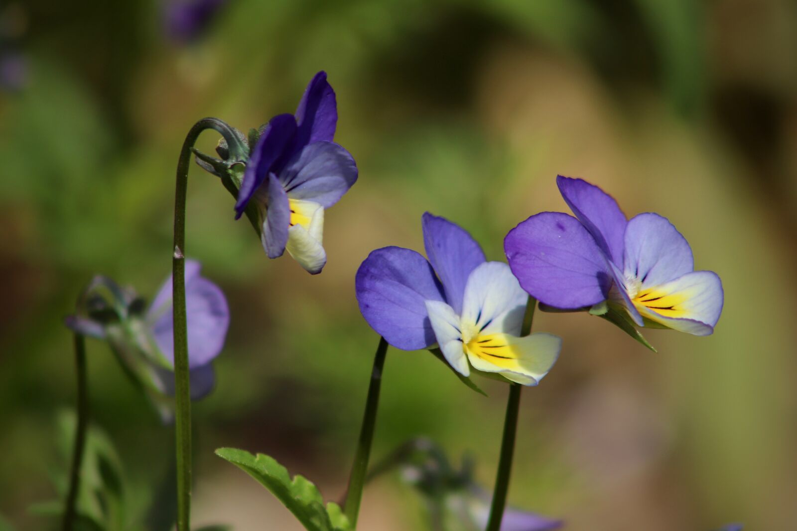 Canon EOS 800D (EOS Rebel T7i / EOS Kiss X9i) sample photo. Arable violets, violet plant photography