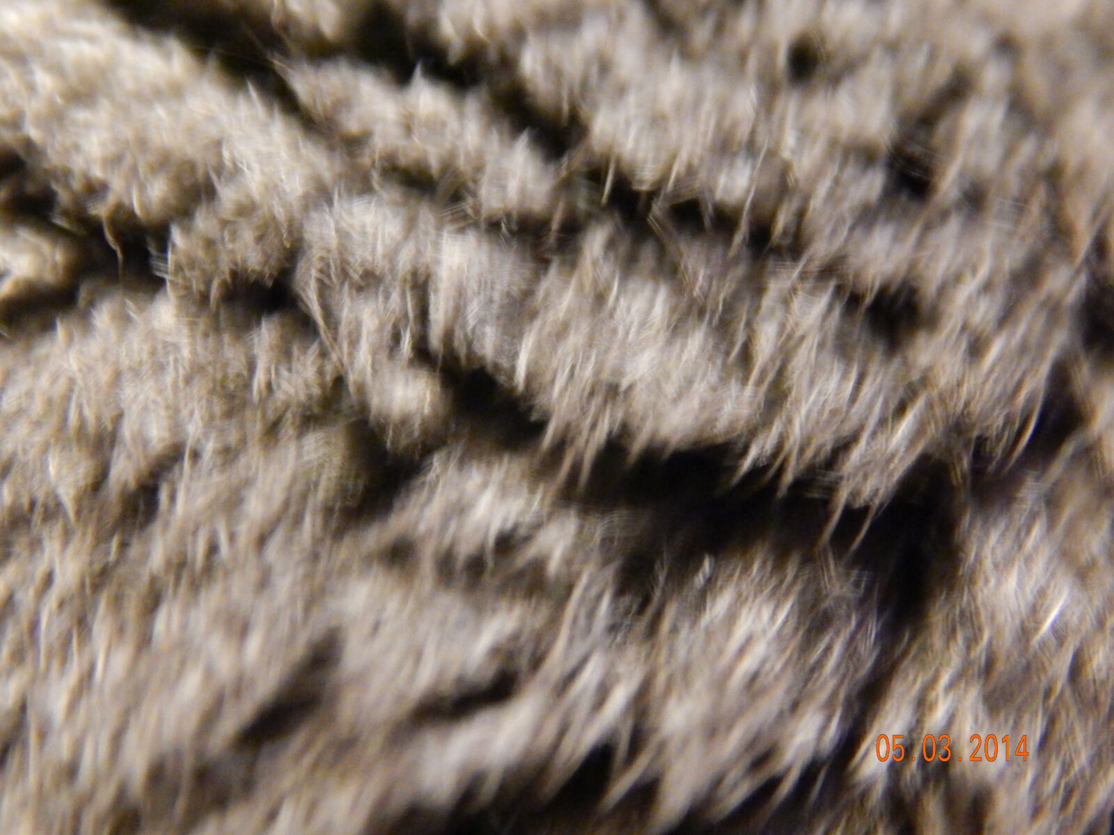 Nikon Coolpix L820 sample photo. Blue, russian, fur, cat photography