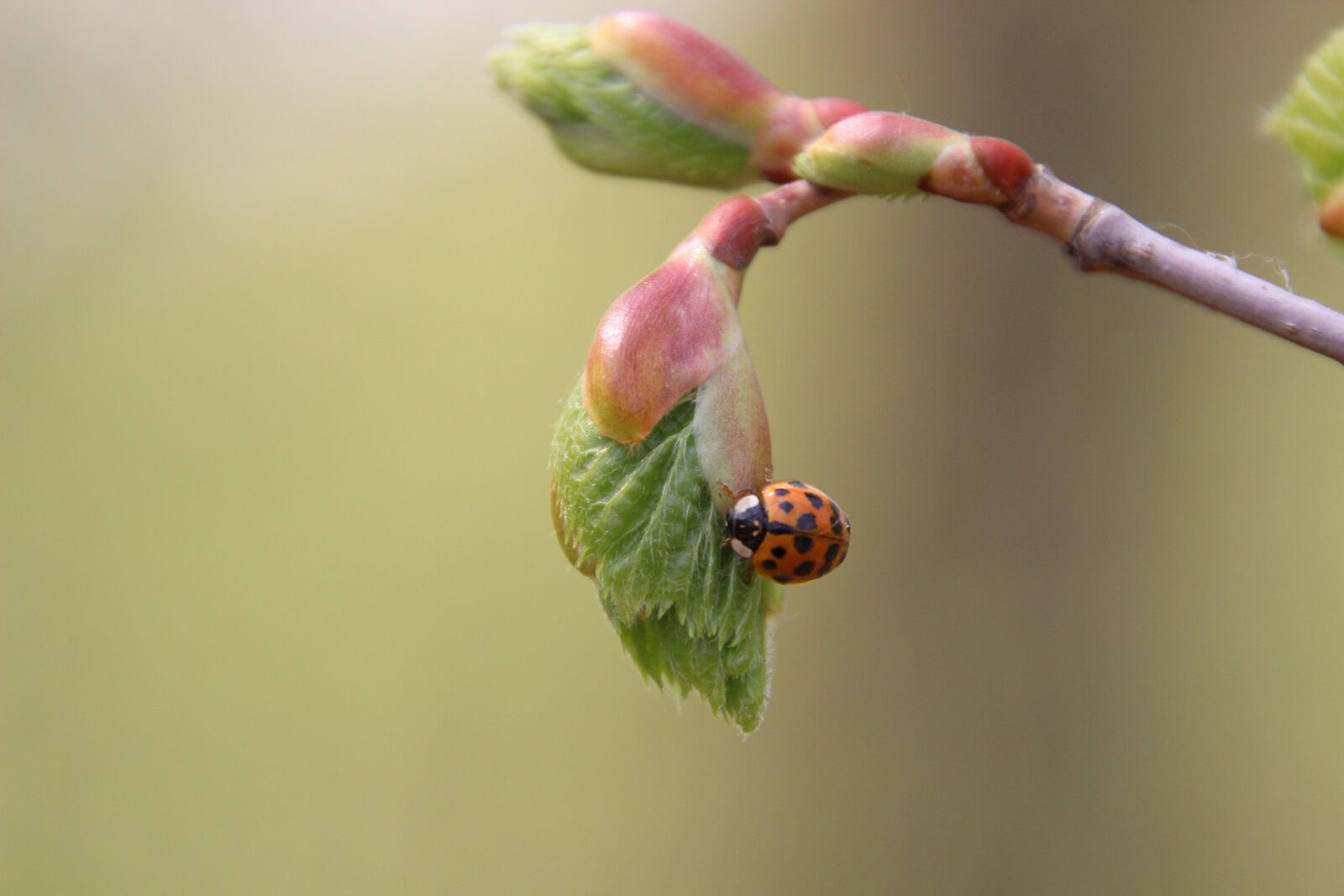 Canon EOS 600D (Rebel EOS T3i / EOS Kiss X5) sample photo. Nature, leaf bud, ladybug photography