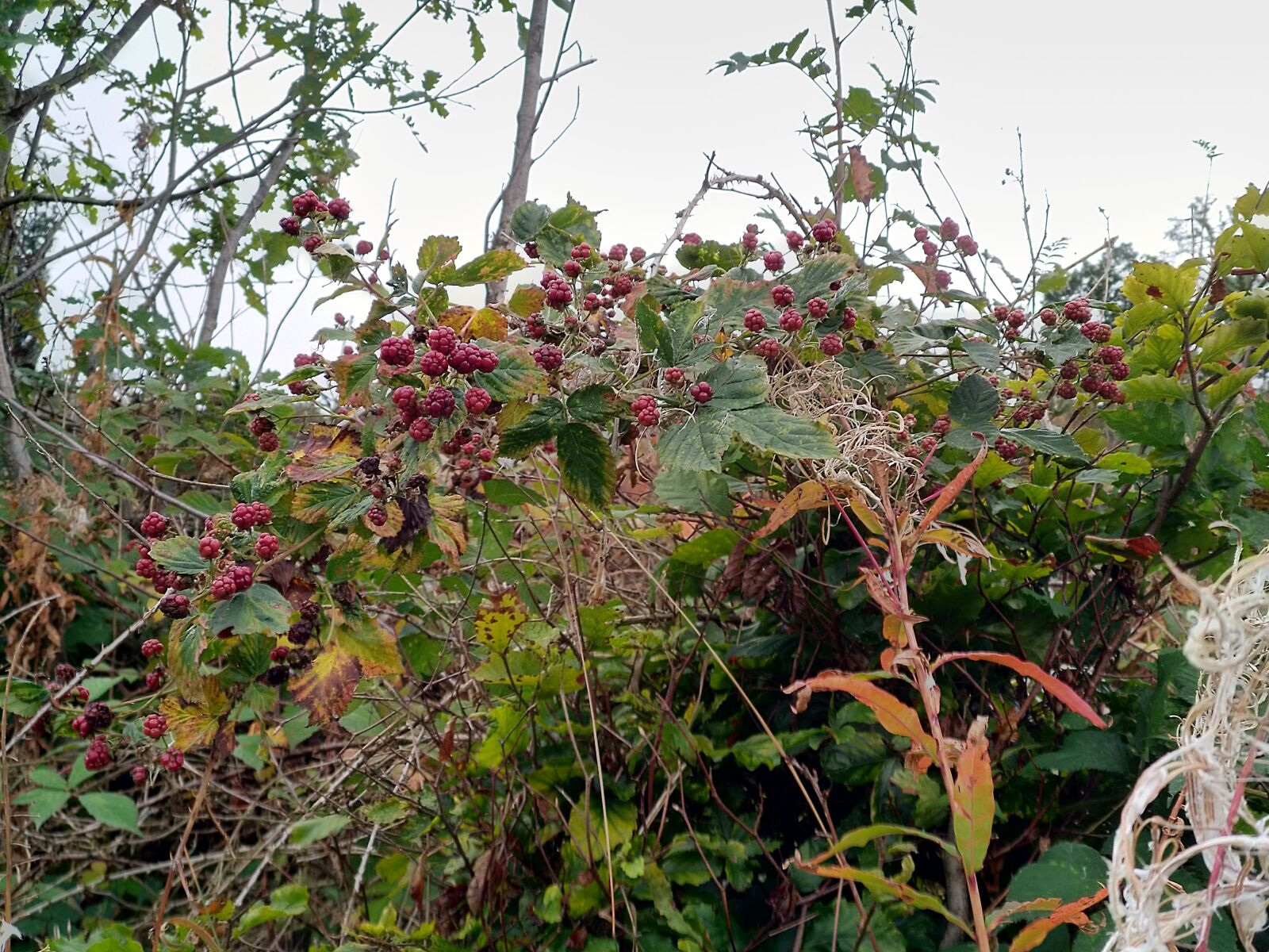 HMD Global Nokia 7 plus sample photo