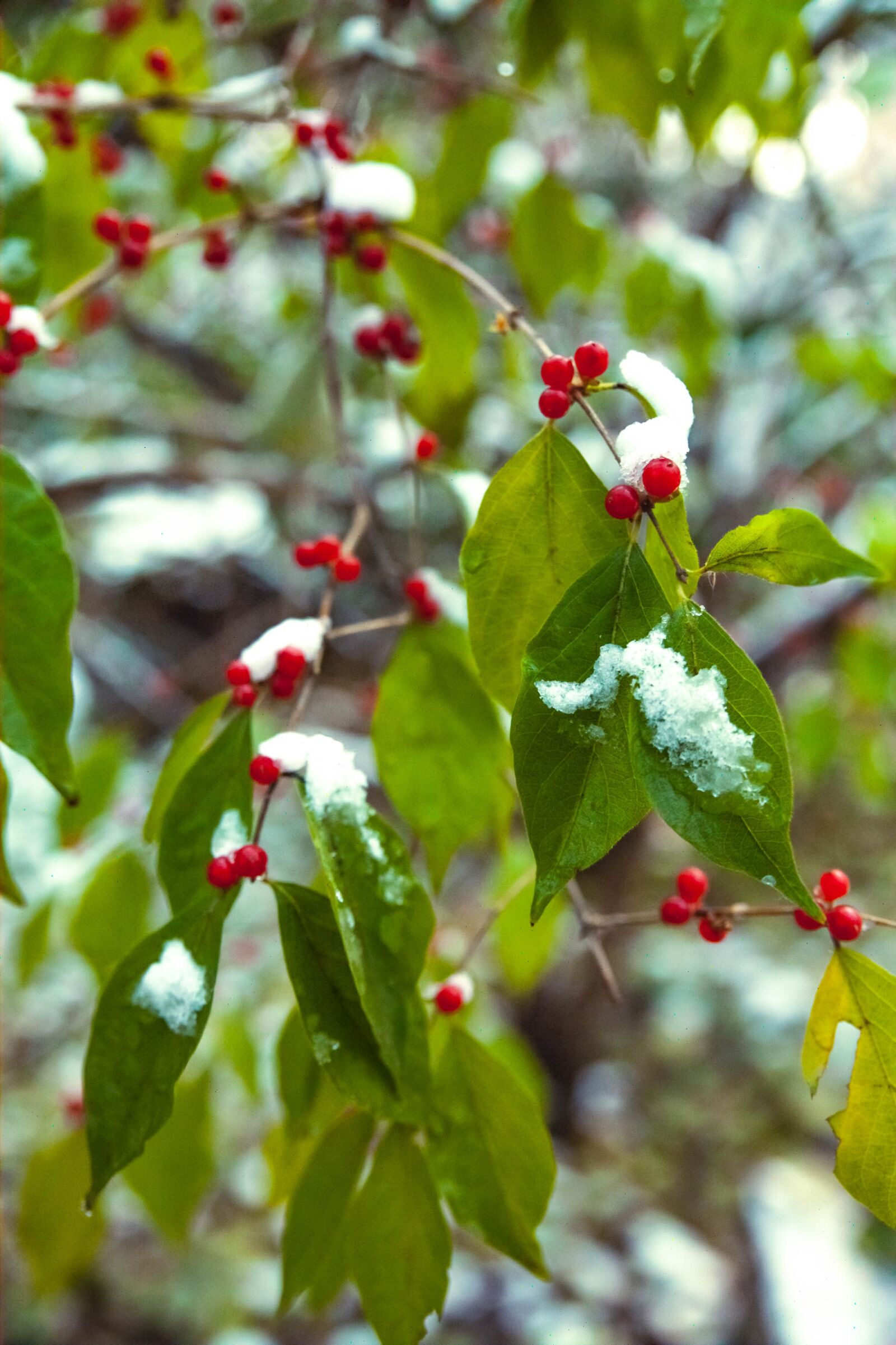 Canon EOS 5D Mark II sample photo. Begonia, plant, winter photography