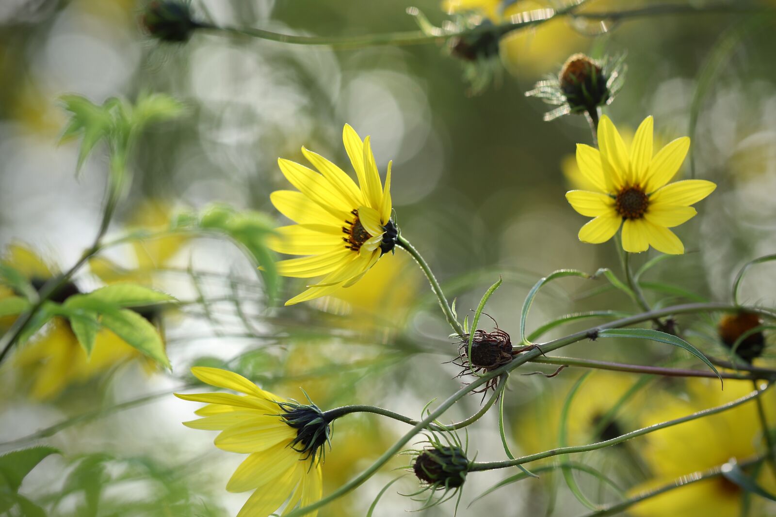Canon EOS 800D (EOS Rebel T7i / EOS Kiss X9i) sample photo. Helianthus, helianthus angustifolius, sunflower photography