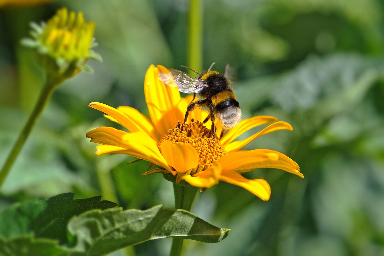 Nikon D5600 sample photo. Bee, blossom, bloom photography