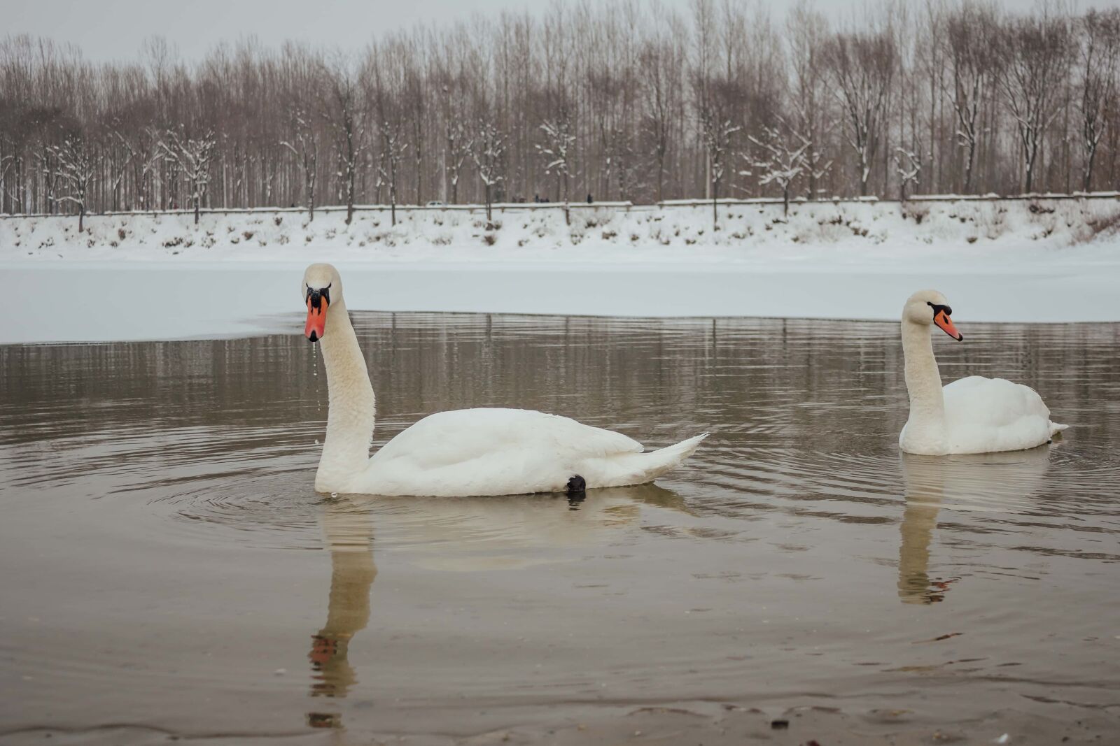 Canon EF-S 18-55mm F3.5-5.6 IS sample photo. Swan, winter, flock, cold photography