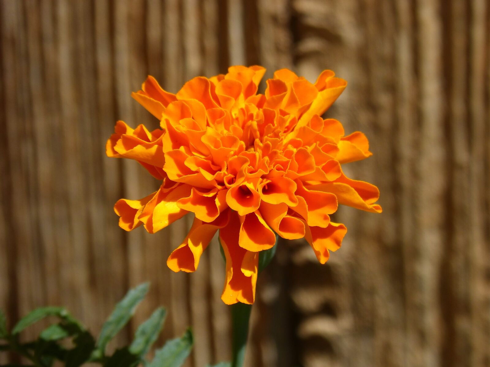 Panasonic DMC-FZ62 sample photo. Flower, beauty, orange color photography
