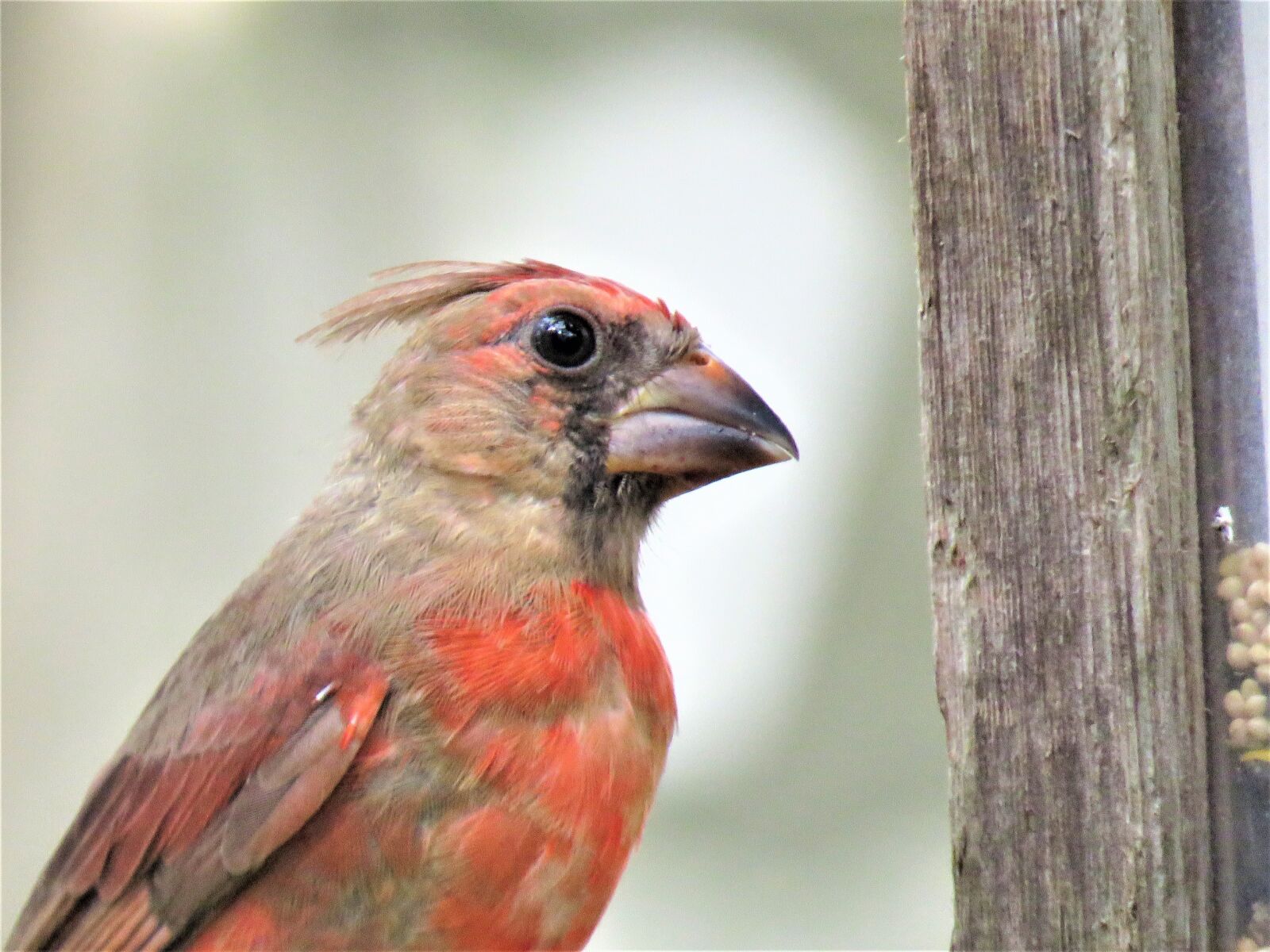 Canon PowerShot SX60 HS sample photo. Bird, up close, wildlife photography