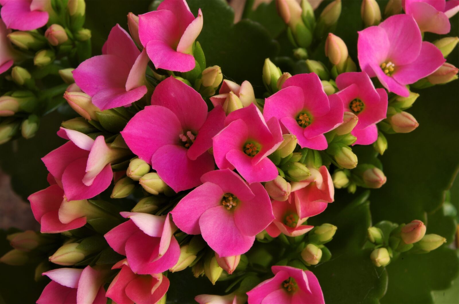 Pentax K-50 sample photo. Pink flowers, pink flower photography