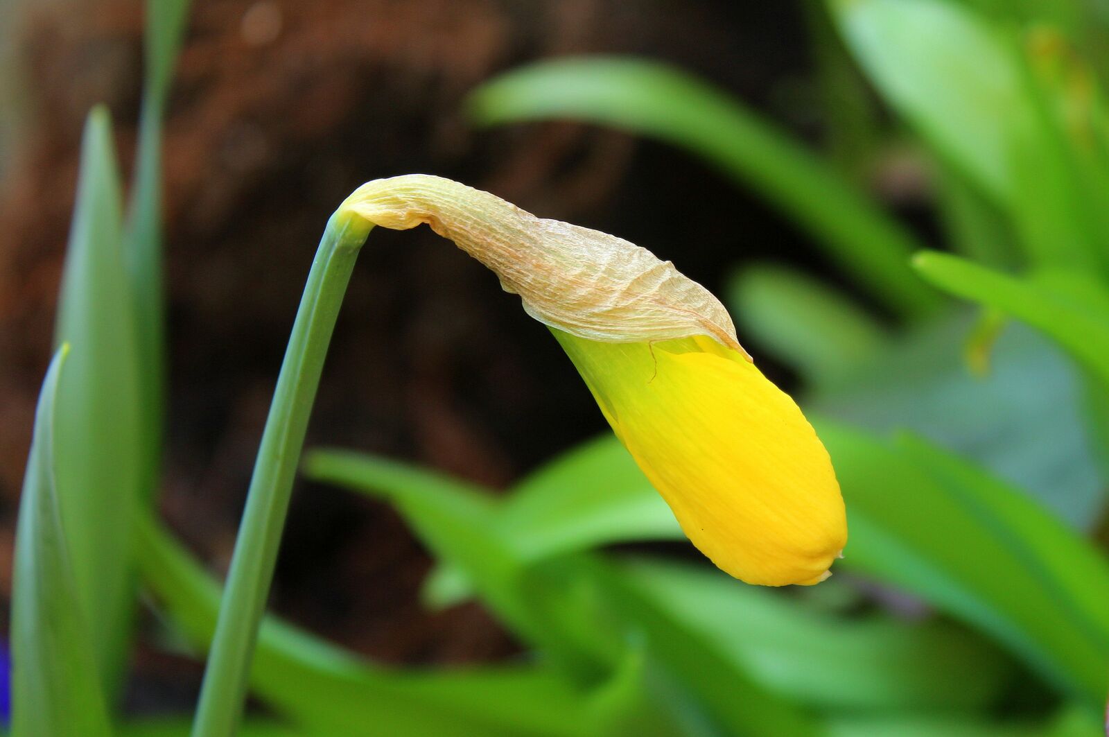 Canon EOS 1200D (EOS Rebel T5 / EOS Kiss X70 / EOS Hi) sample photo. Daffodil, bud, boost photography