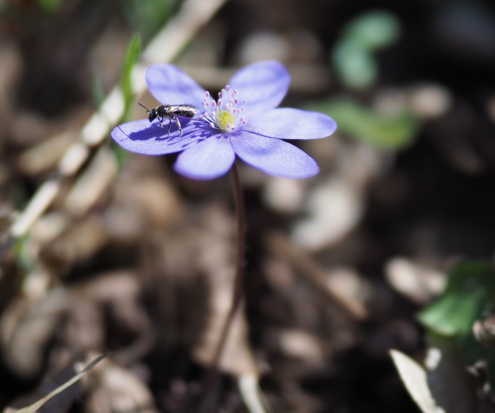 OLYMPUS M.25mm F1.2 sample photo. Flower, purple, plant photography