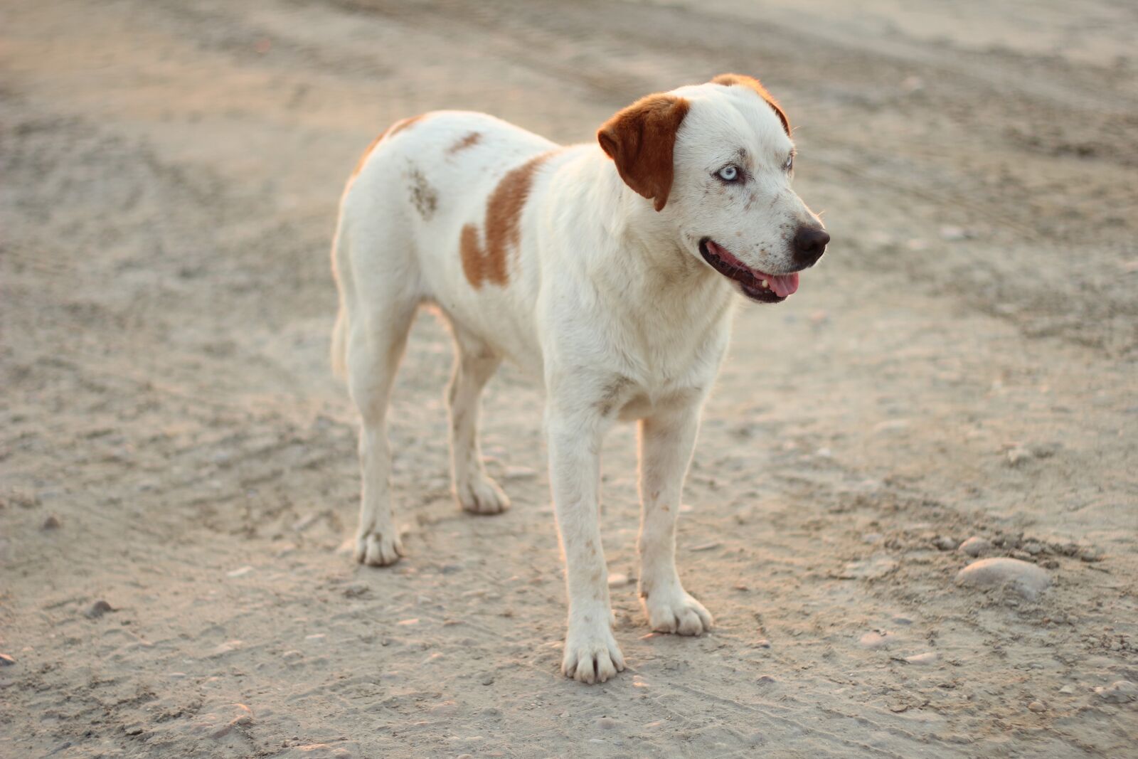 Canon EOS 550D (EOS Rebel T2i / EOS Kiss X4) + Canon EF 50mm F1.8 II sample photo. White, light brown, pet photography