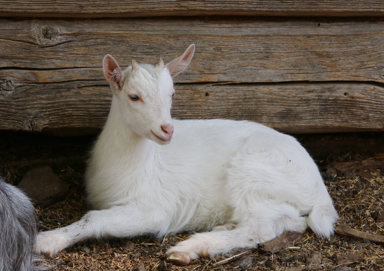 Canon EOS 6D + Canon EF 28-300mm F3.5-5.6L IS USM sample photo. Goat, kid, livestock photography