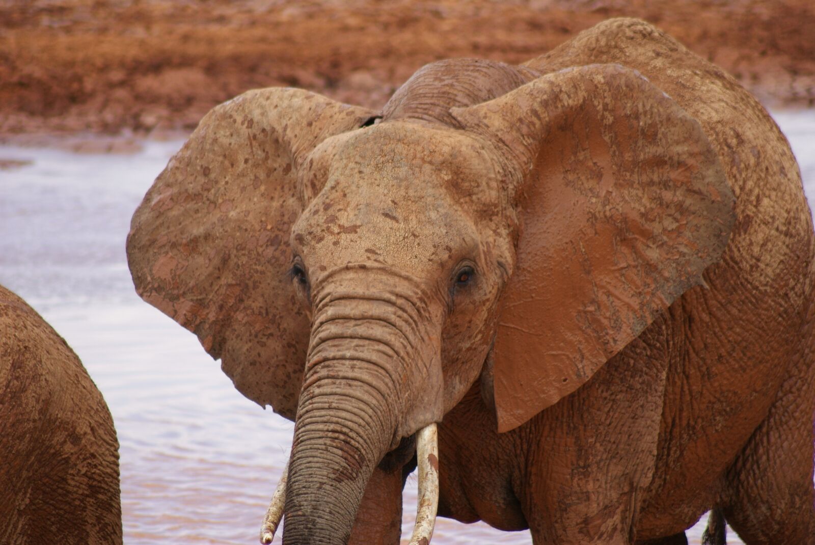 Sony Alpha DSLR-A200 sample photo. Elephant, mammal, animal world photography