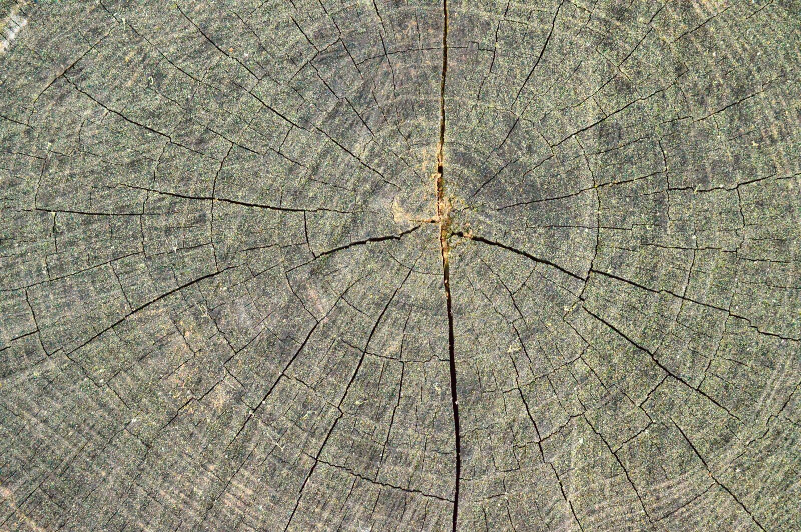 Nikon D3200 sample photo. Texture, wood, trunk photography