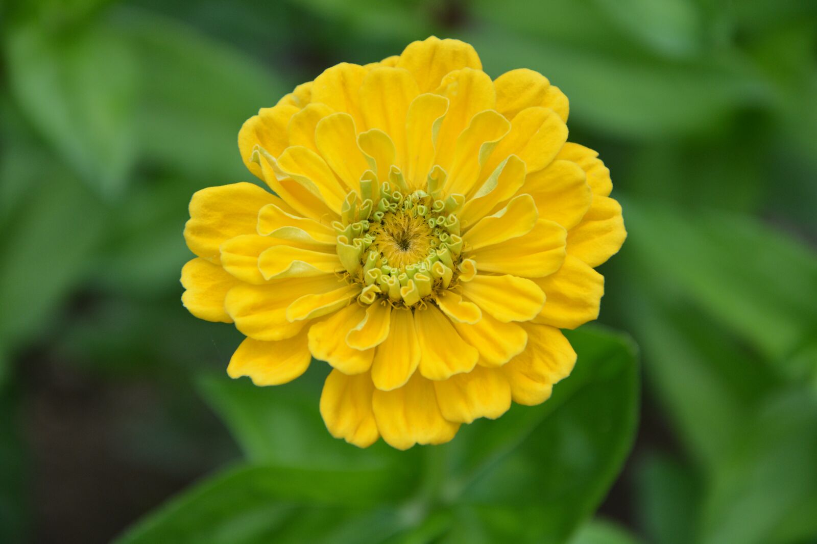 Nikon D5200 sample photo. Yellow flower, garden, flower photography