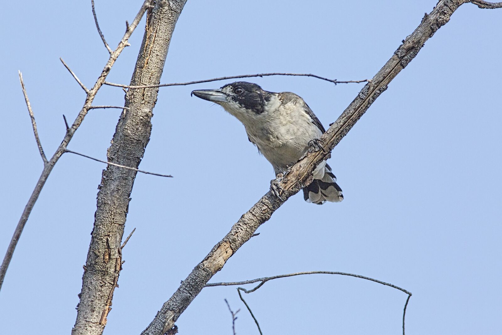 Canon EOS 5D Mark III sample photo. Butcher bird, sydney, australia photography