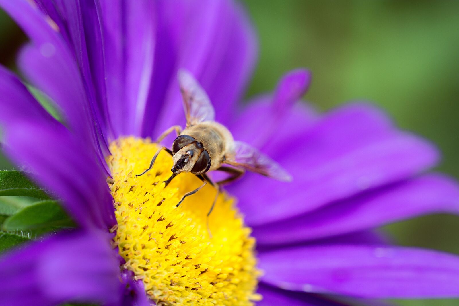 Nikon D7100 sample photo. Flower, marguerite, purple photography