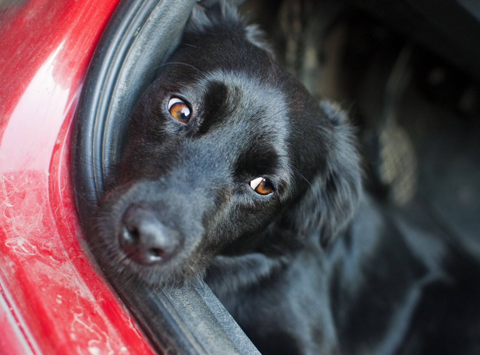 Nikon D90 sample photo. Dog, auto, view photography