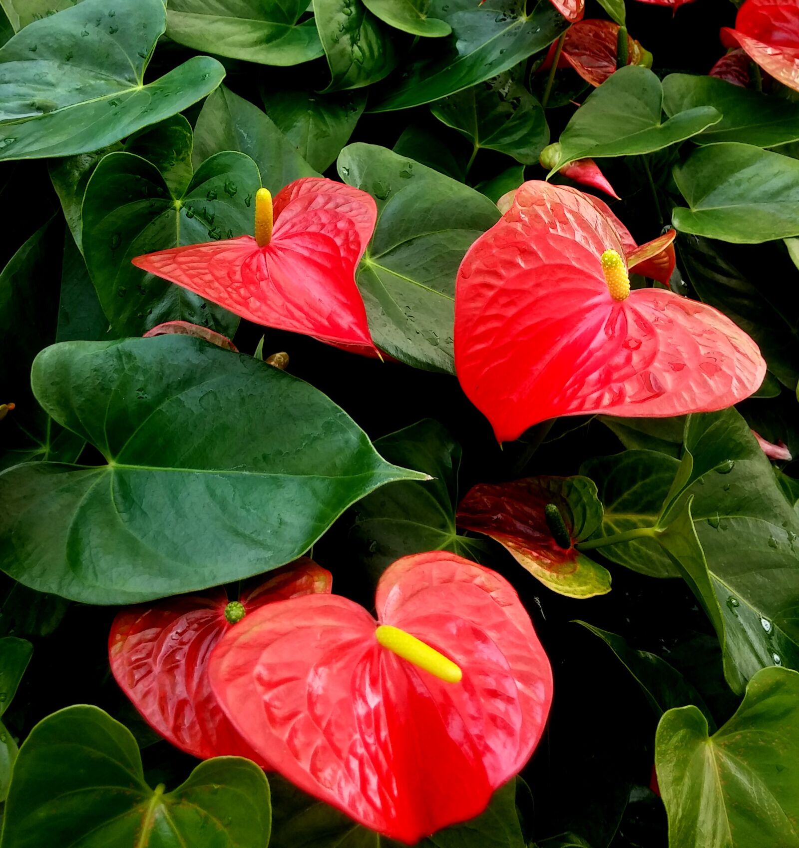 LG G2 sample photo. Anthurium, red, heart photography