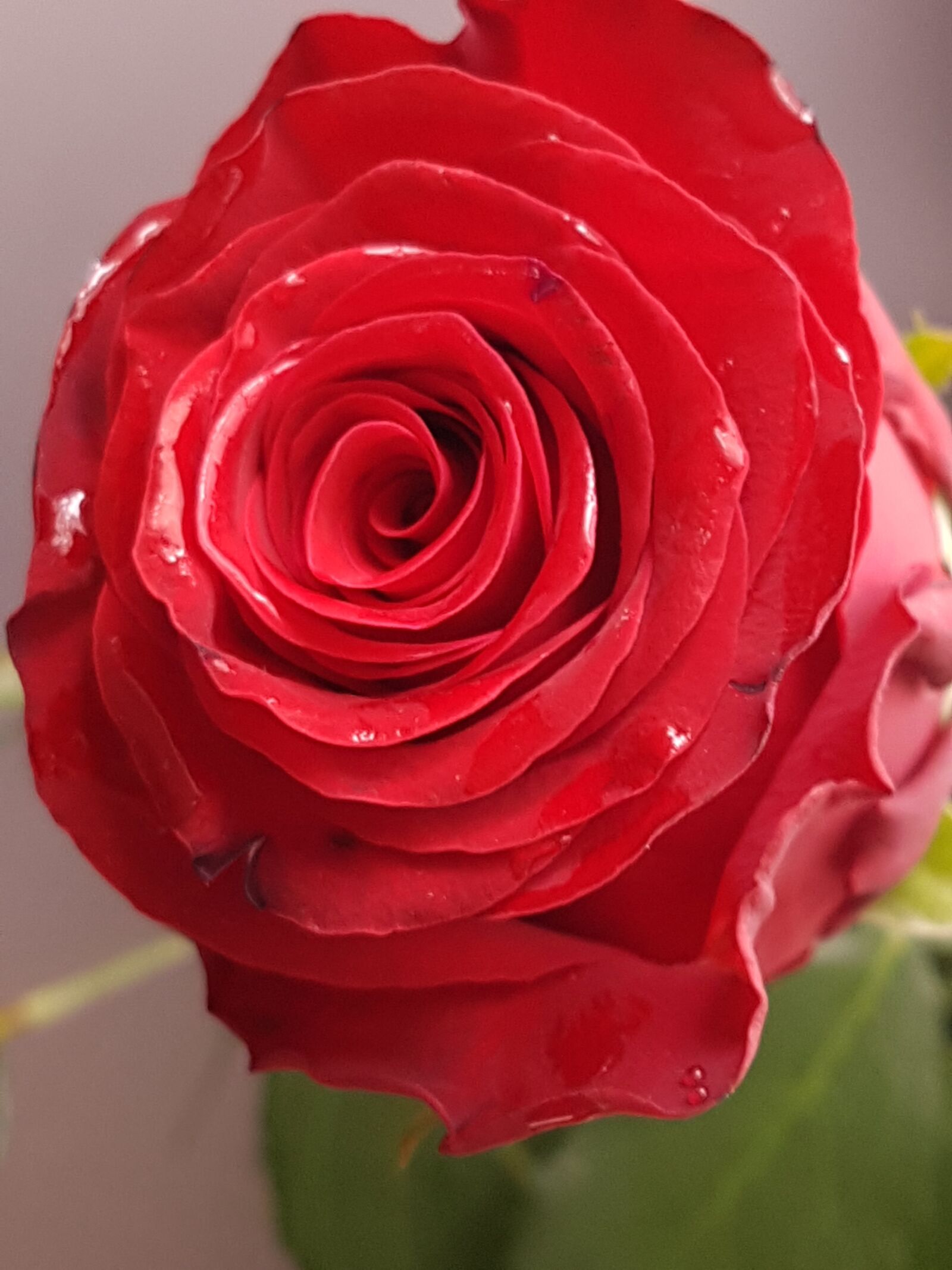 Samsung Galaxy S7 sample photo. Rose, flower photography