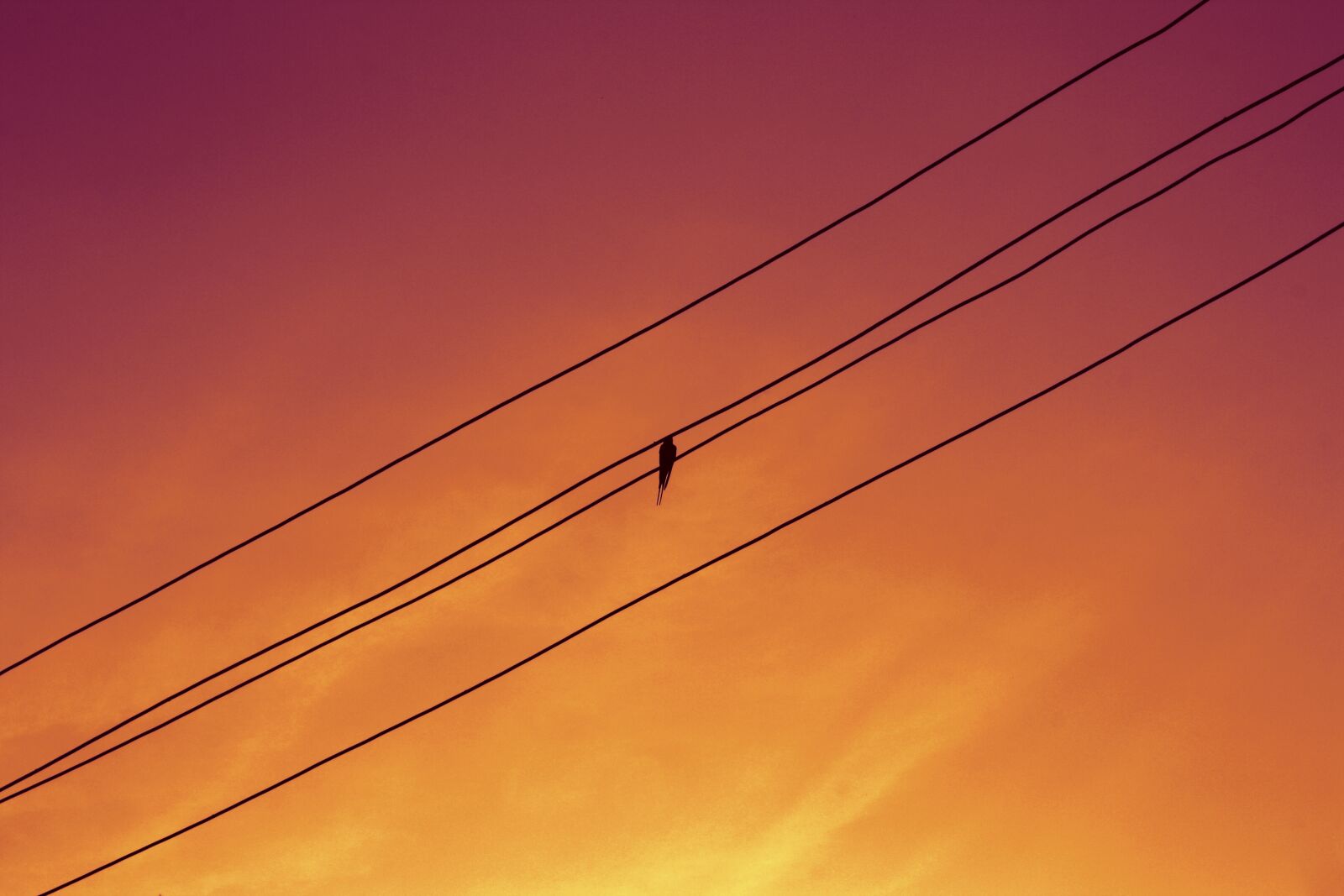 Canon EOS 1000D (EOS Digital Rebel XS / EOS Kiss F) sample photo. Bird, cabels, electricity photography