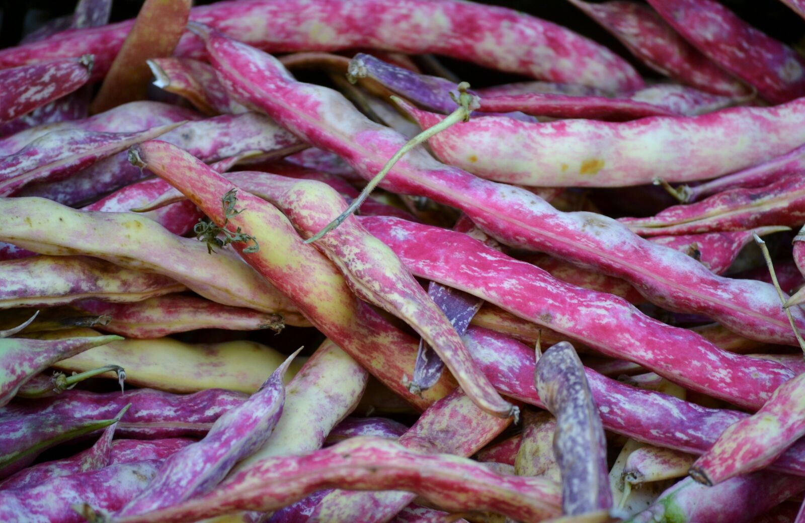 Nikon D3100 sample photo. Beans, purple, vegetable photography