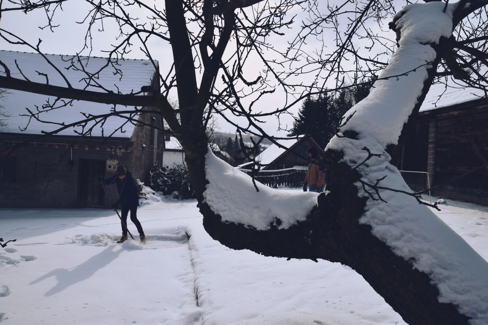 Nikon D3300 sample photo. Tree, snow, win photography