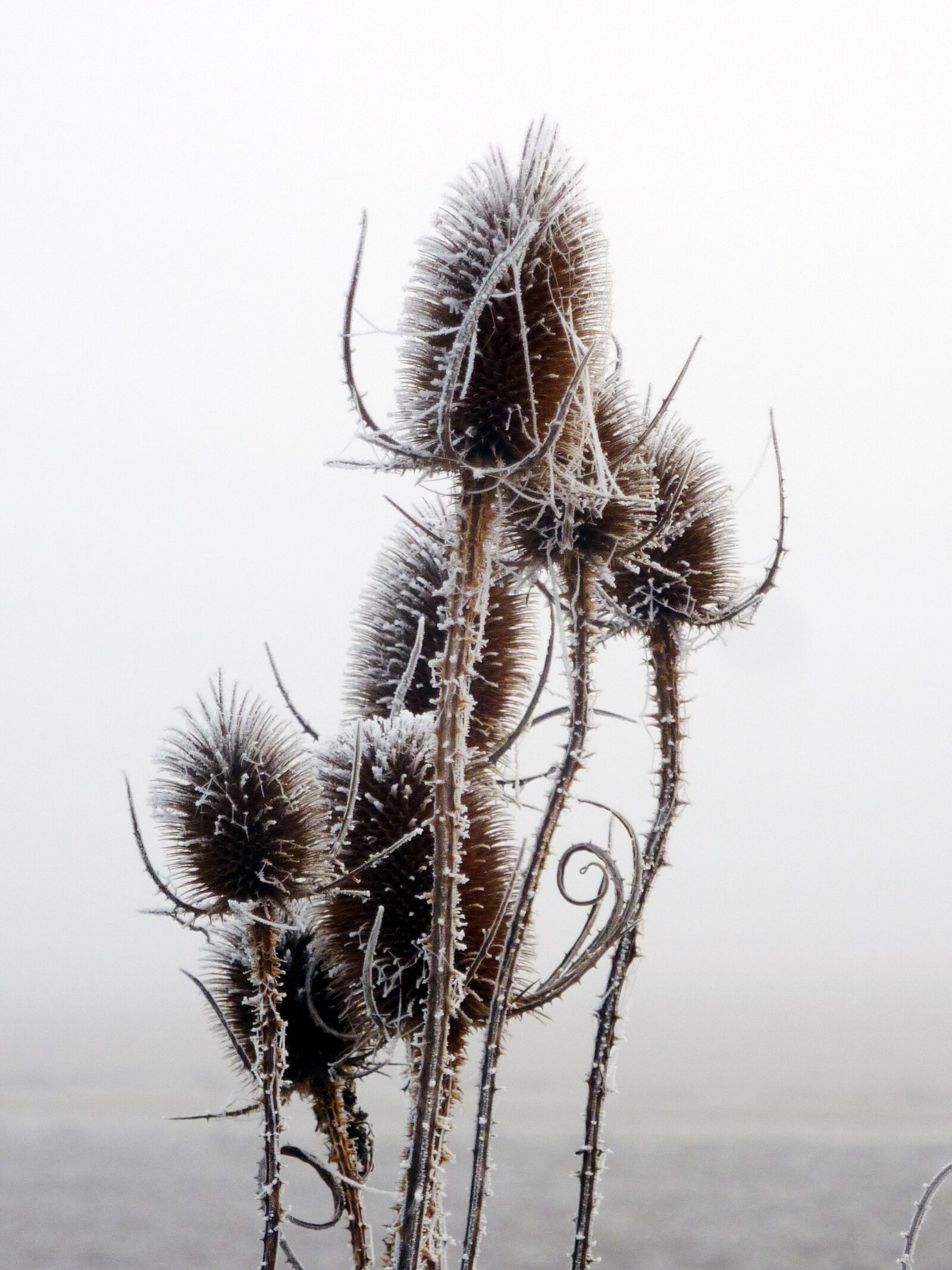 Panasonic DMC-TZ7 sample photo. Thistles, winter, sky photography