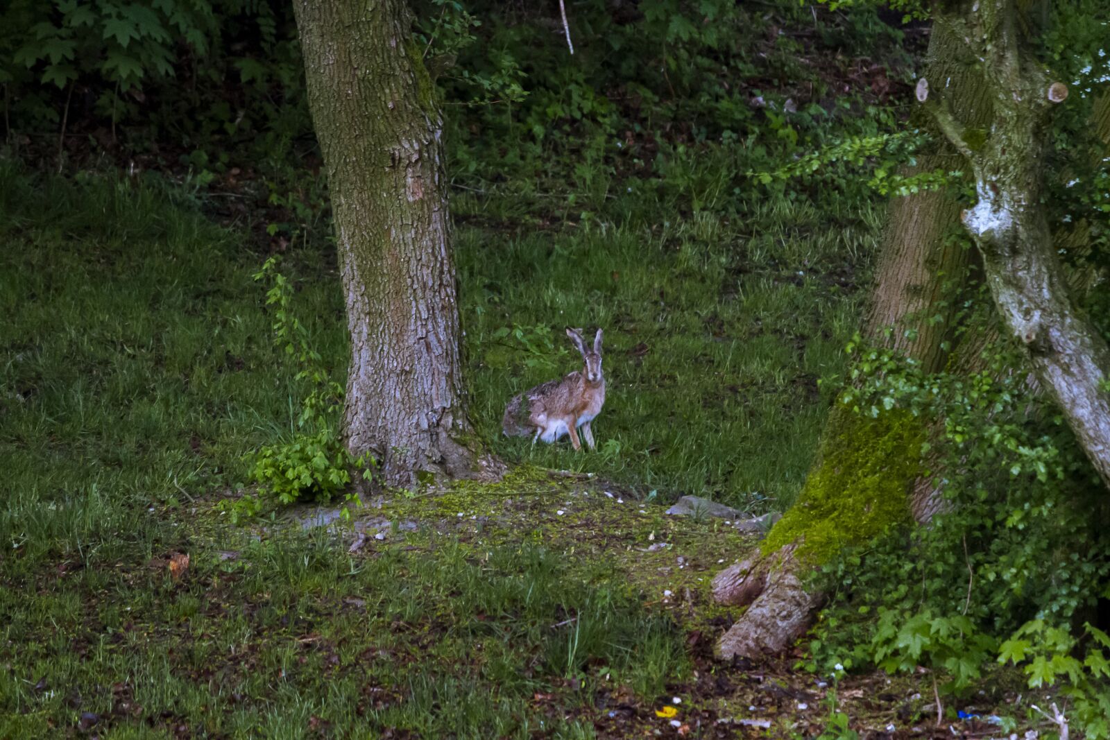 Canon EOS 7D + Canon EF-S 55-250mm F4-5.6 IS sample photo. Hare, nature, rabbit photography